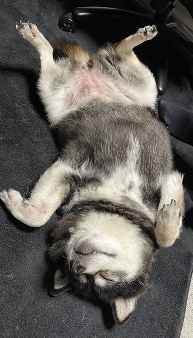 僕の友達に懐きまくるしニコニコ笑顔になっちゃう次女ワンワン 