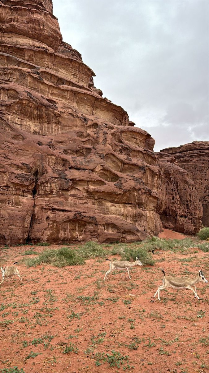 تركي الحربي tweet media