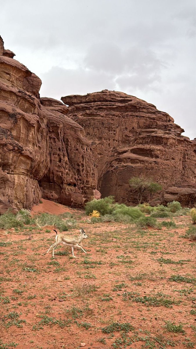 تركي الحربي tweet media