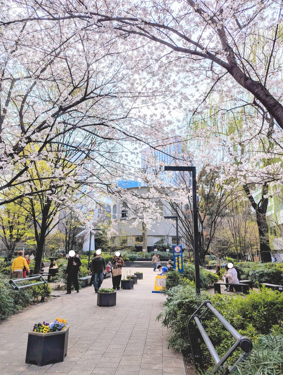 画廊の隣の数寄屋橋公園も桜が満開です🌸