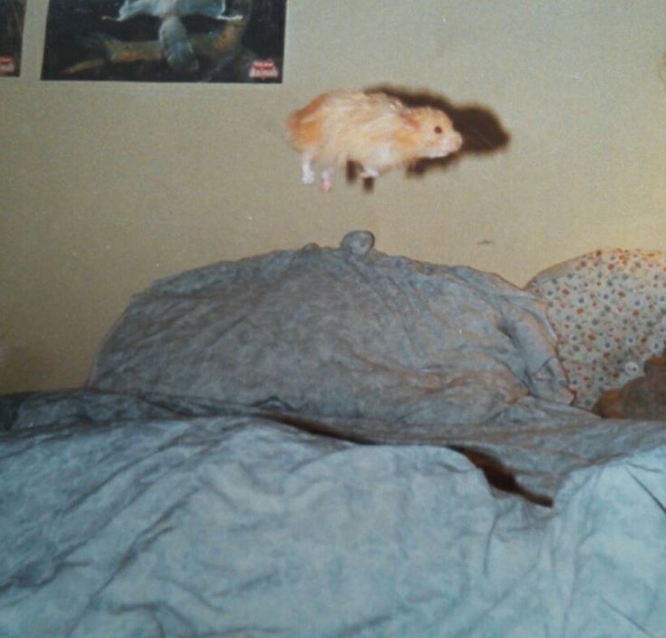 Tweets Of Hamster (@tweetsofhamster) on Twitter photo 