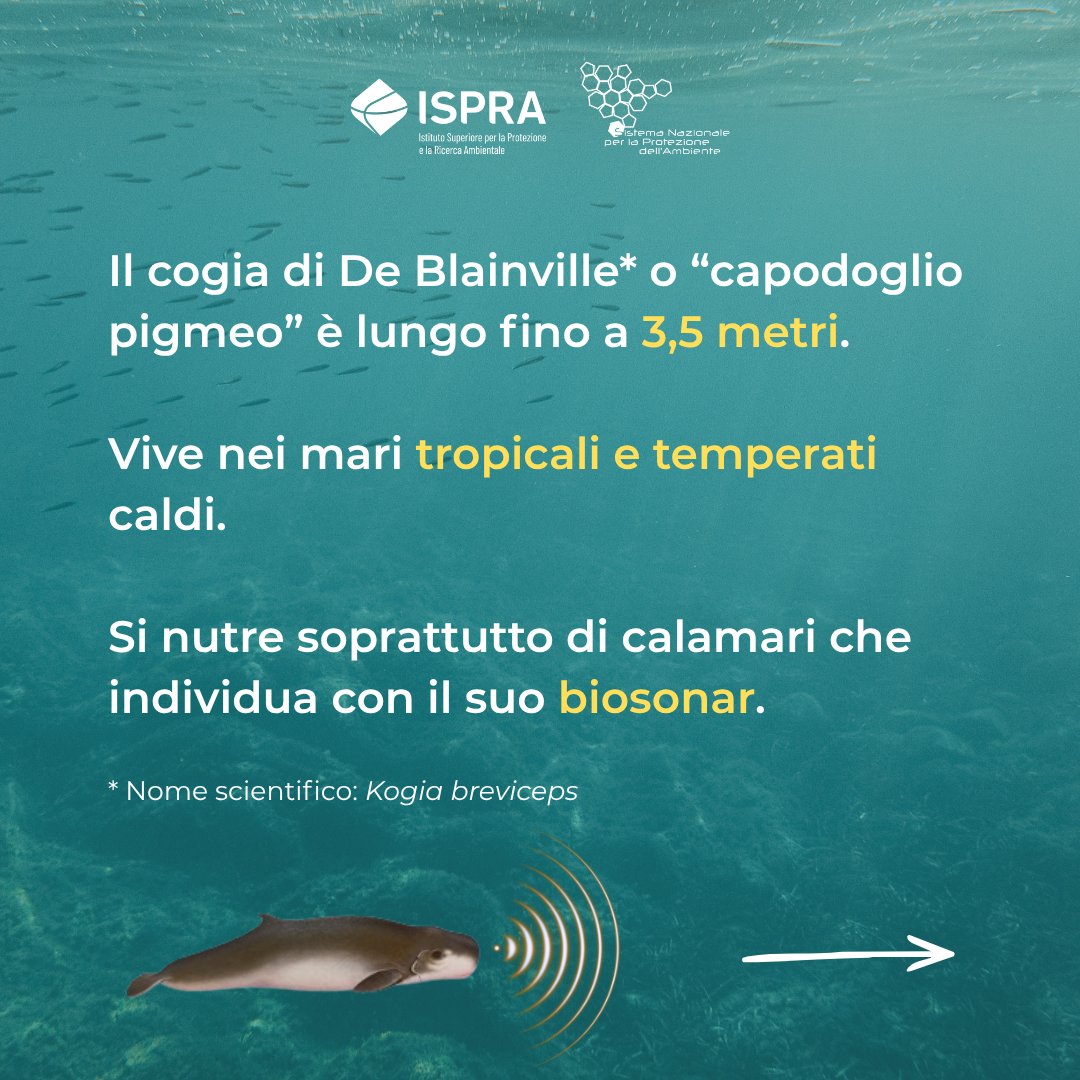 ISPRA - Ist. Sup. Protezione e Ricerca Ambientale tweet media