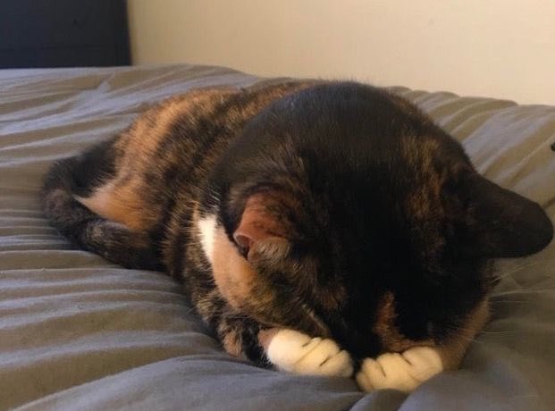 skye | ₍ᐢ. .ᐢ₎ ₊˚⊹♡ tweet media