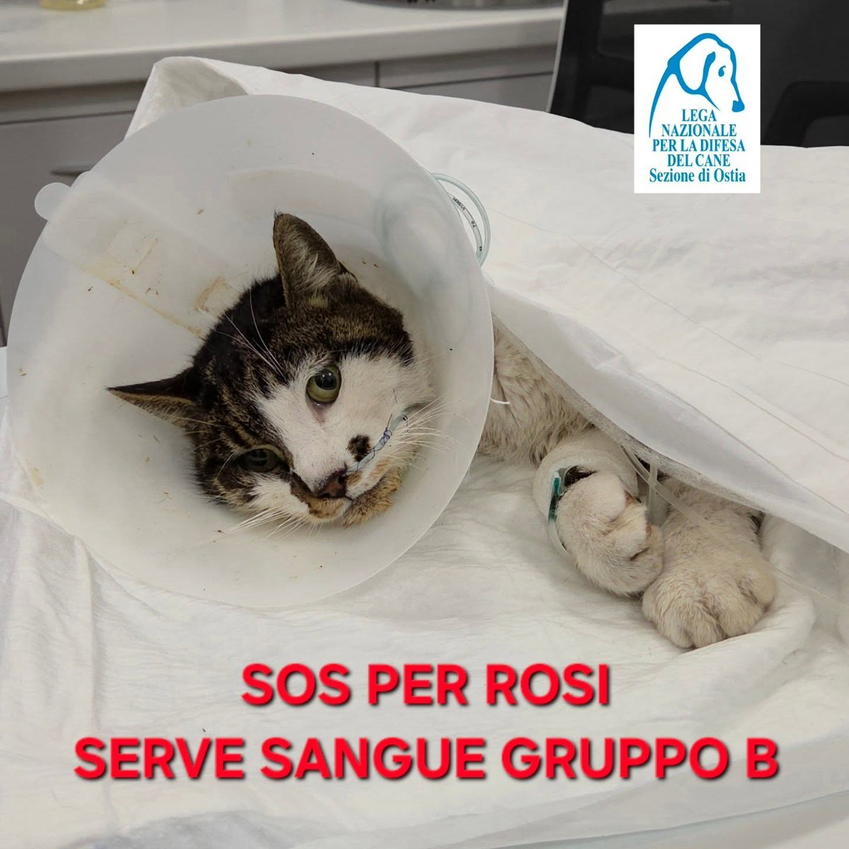 lamustars's tweet image. 🆘 Perfavore fate girare!!!
Sta rischiando la vita la nostra Rosi 💔
#Rosi #Sos #Rosisiamoconte