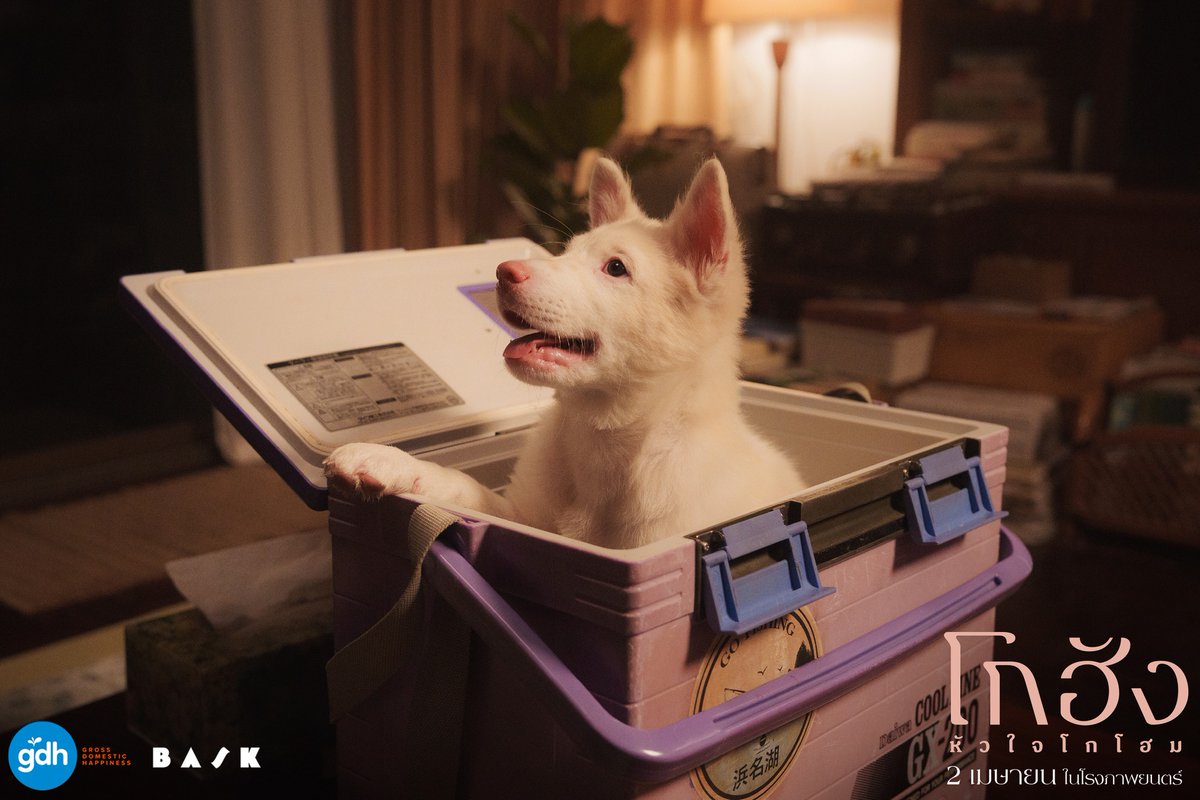 𝐆𝐎𝐒𝐒𝐈𝐏𝐆𝐔𝐍 tweet media