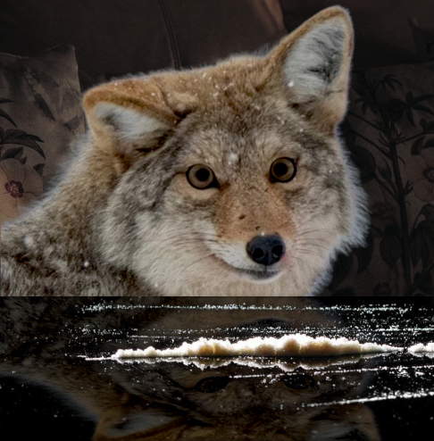 Kartoffel-Kojote tweet media