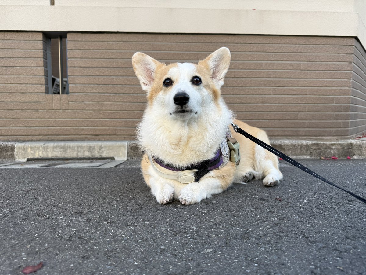 コーギーつむぎ🧂🍞 tweet media