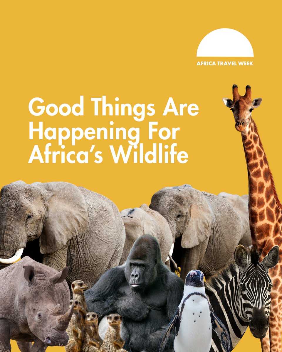 Africa Travel Week tweet media