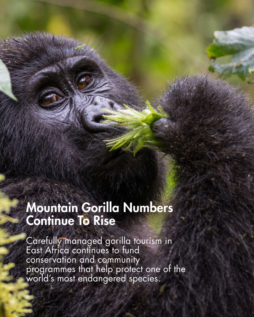 Africa Travel Week tweet media