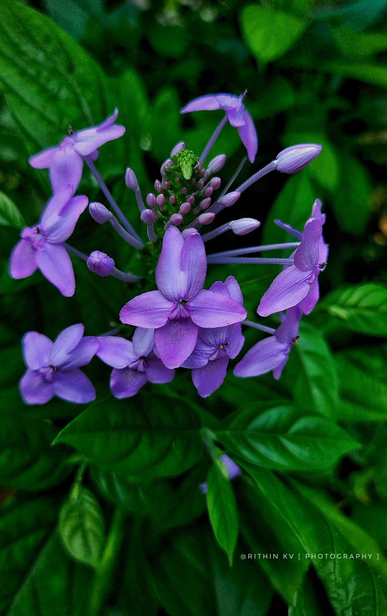 RITHIN KV | Photography 📸 tweet media