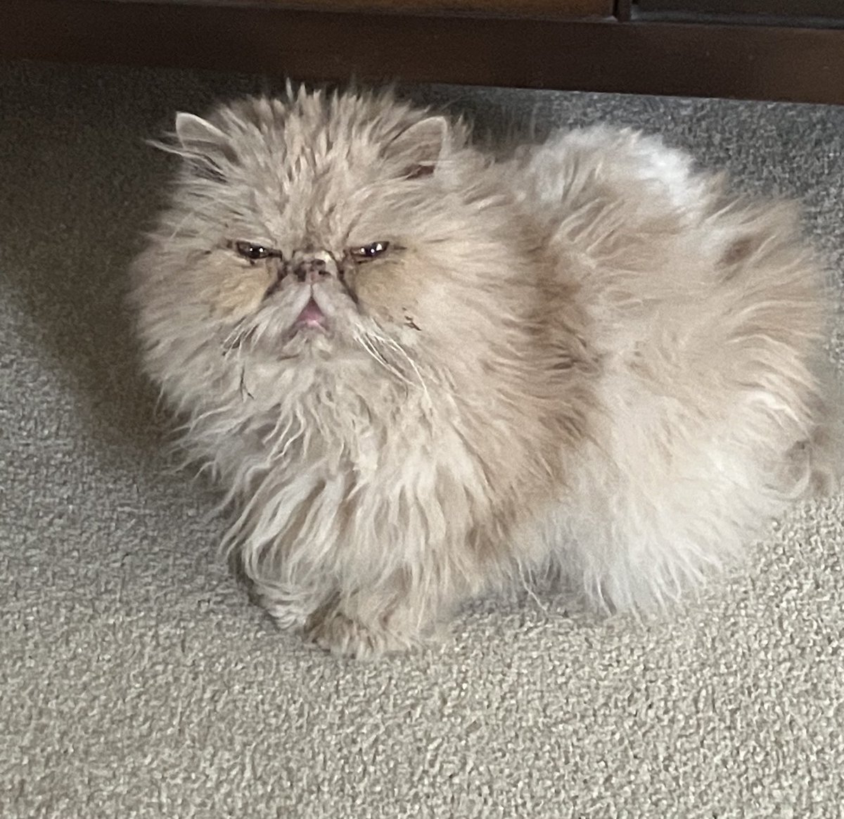 Dan Rafael tweet media