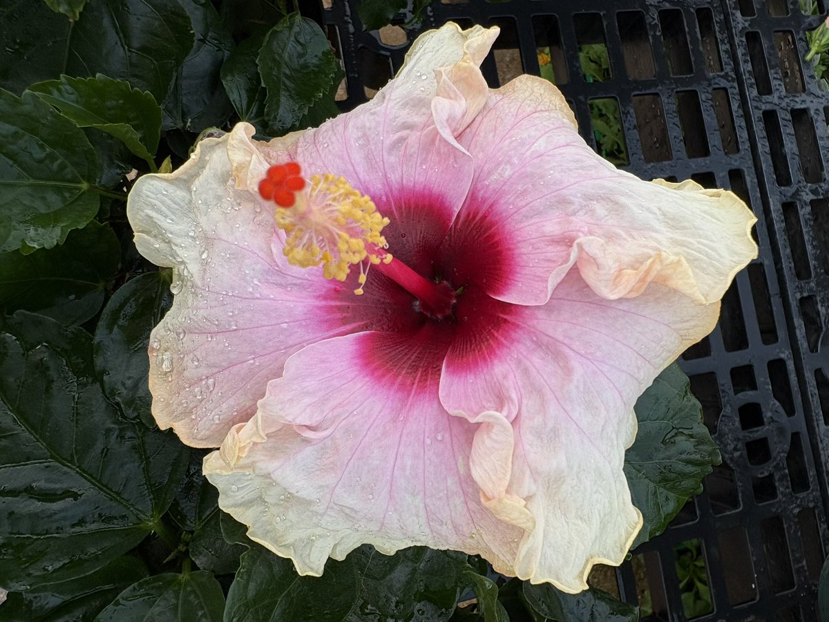 𝑐𝑎𝑝𝑟𝑖𝑐𝑒ྀི🍏 tweet media