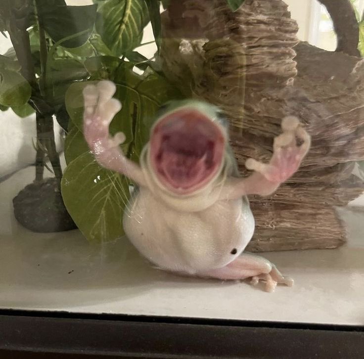 juno🐸🇵🇦 tweet media