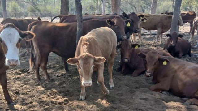 agrositio's tweet image. Del legado de Patoruzú al corazón del Chaco: una apuesta Ganadera distinta
#ganadería #manejo #genética

agrositio.com.ar/noticia/245640…