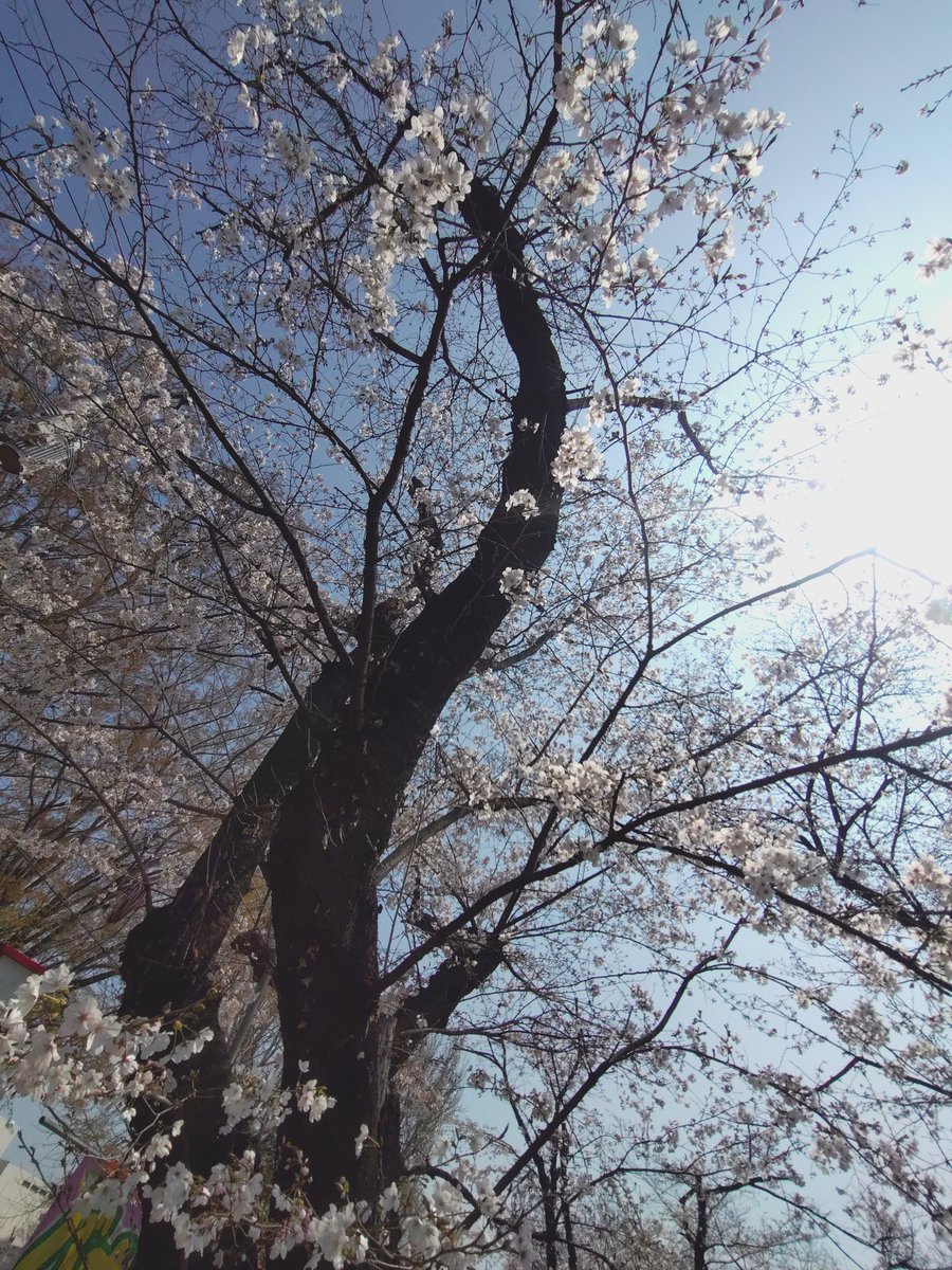 ピーカ・ブー tweet media