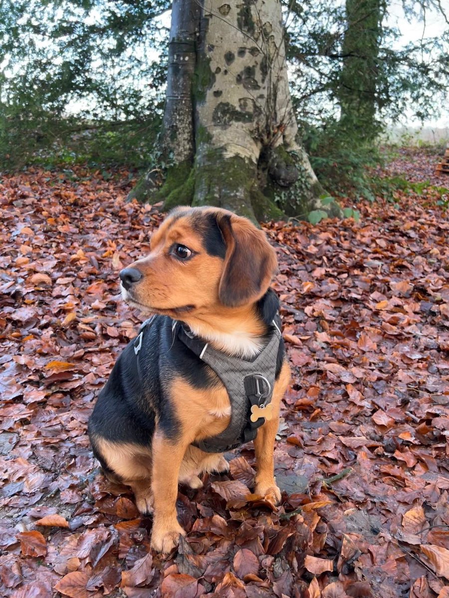 Animal Adoptions UK 🐕🦺🐈🐎❤️ tweet media