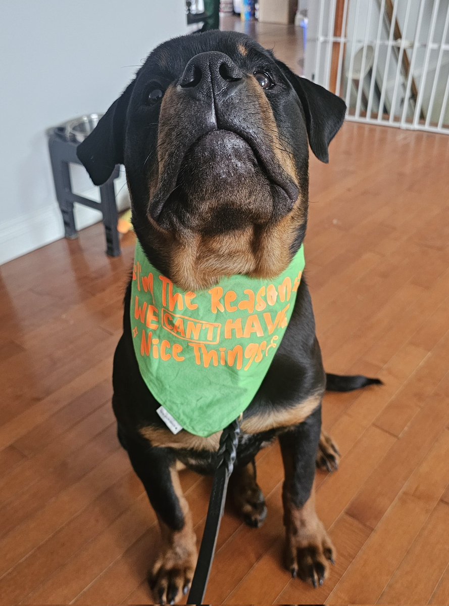 Team Servicerottie🇨🇦🐕‍🦺🦽 tweet media