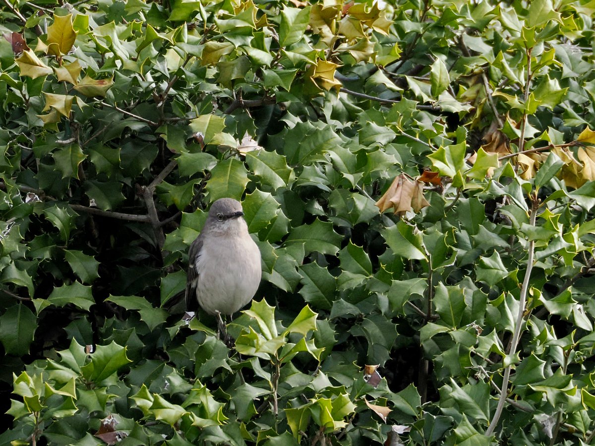 mawgdn's tweet photo. I think there is nest in this Holy bush across the street 🪹 Or there will be one soon 🙂 One of the two daily #Mockingbirds in the neighbor's front yard #birdwatching 03/30/26 https://t.co/jn19g4TqG2