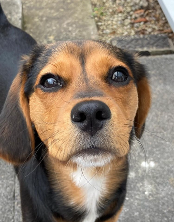 Animal Adoptions UK 🐕🦺🐈🐎❤️ tweet media