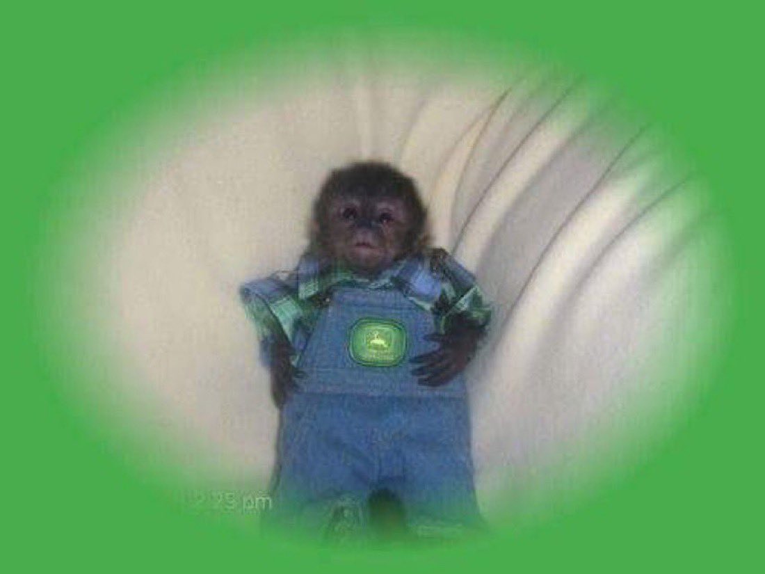 Out Of Context Monkeys tweet media