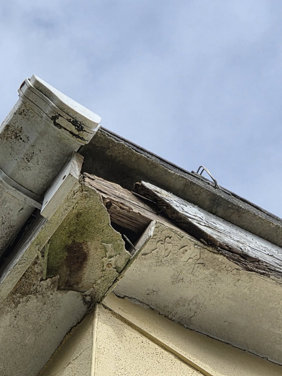 Honestly there should be a cull on these pesky clever birds.   They are reproducing way beyond the capacity of the area.  And constantly damaging houses for their new homes im 3rd house in street. #jackdaws #environmentalhealth #damage #rental #landlord #cornwallcouncil