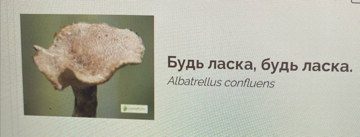 СОЛЯ tweet media