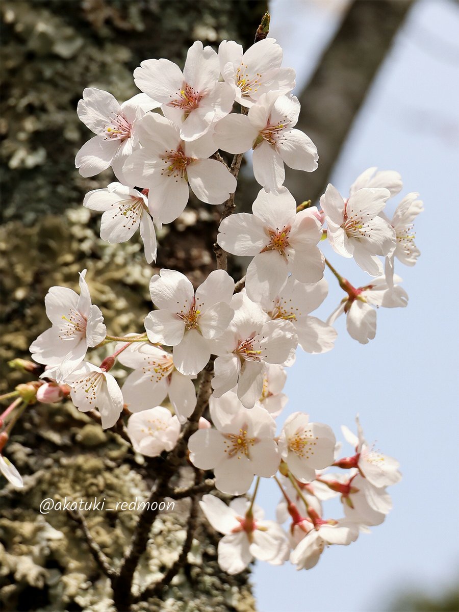 ロンバケ tweet media