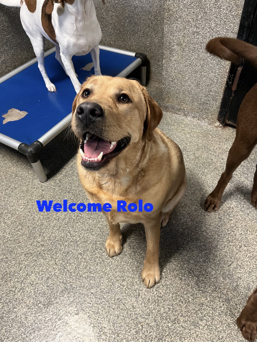 City Dogs tweet media