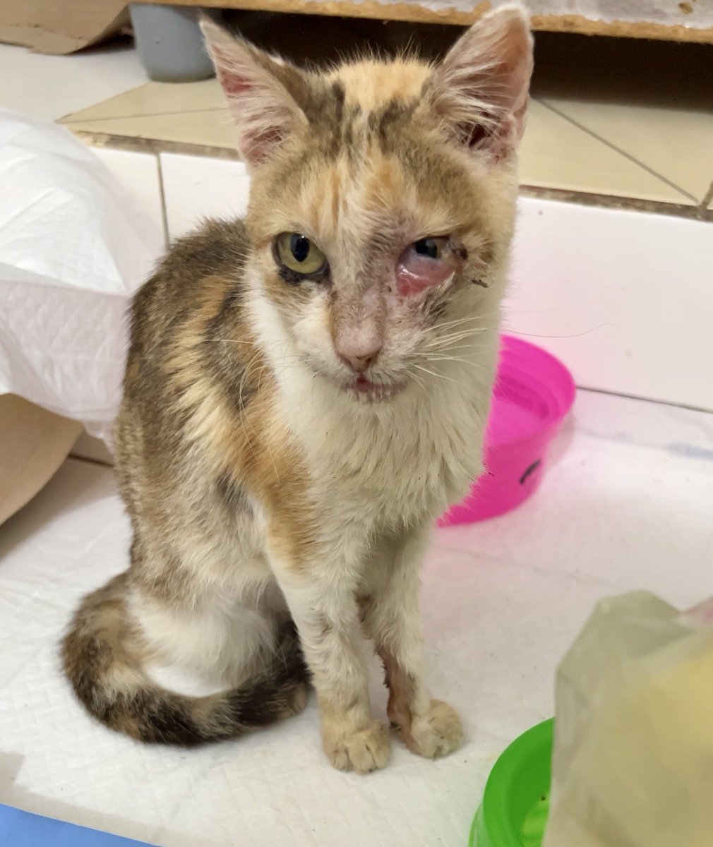 Gatinhos da Di 🐈 Abrigo Davi tweet media