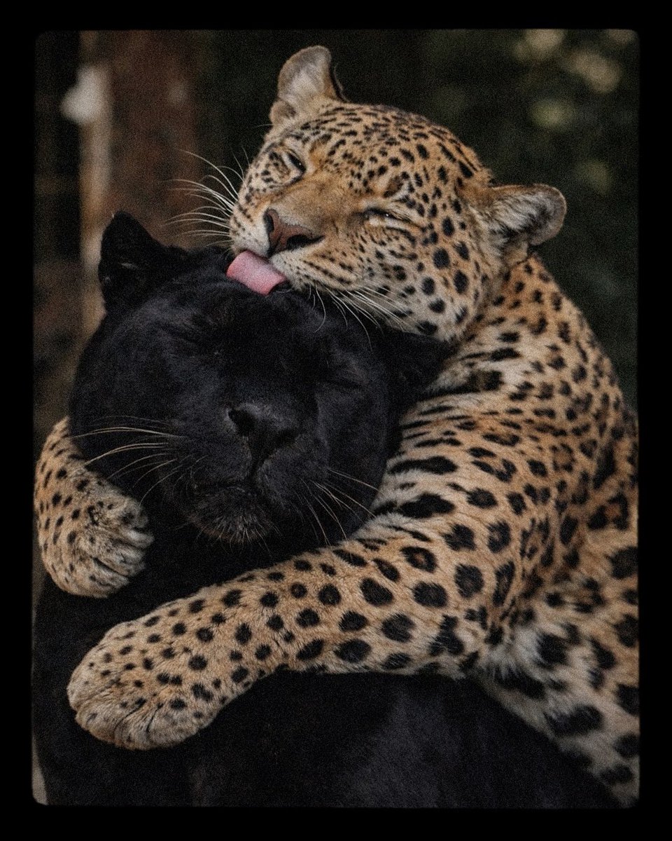 ✺ 𝖫𝖺𝗌𝗍𝗂𝗇𝗅𝗂𝗇𝖾 tweet media