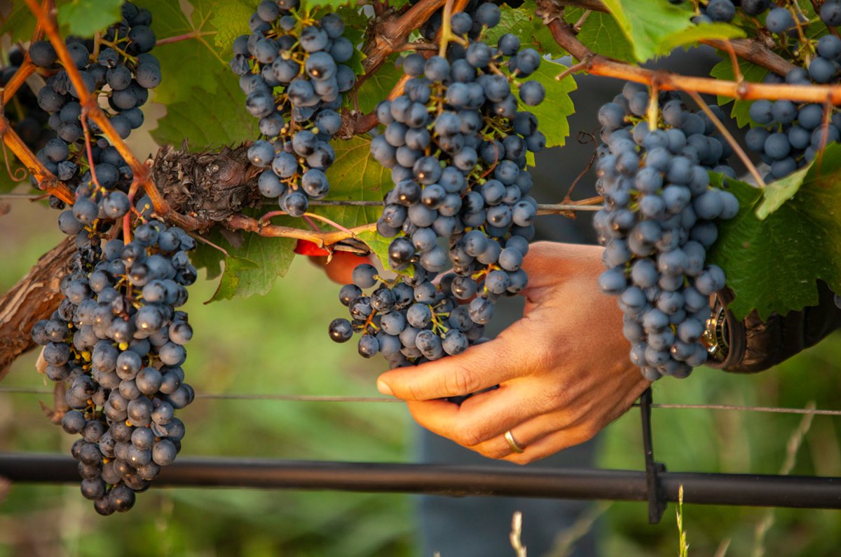 Protect Wine Origins tweet media