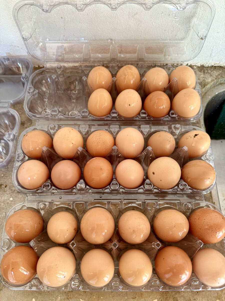 Dr. Simon Goddek tweet media