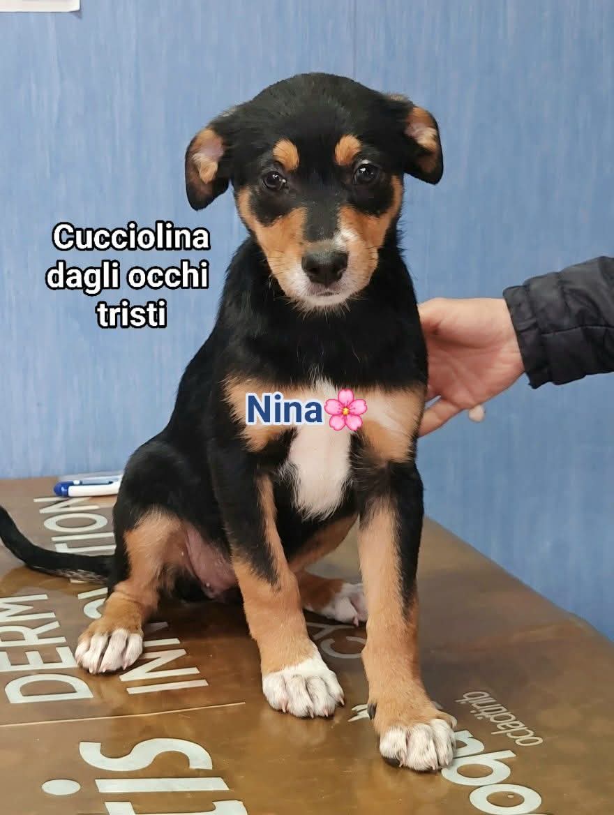 Greta Fanti tweet media