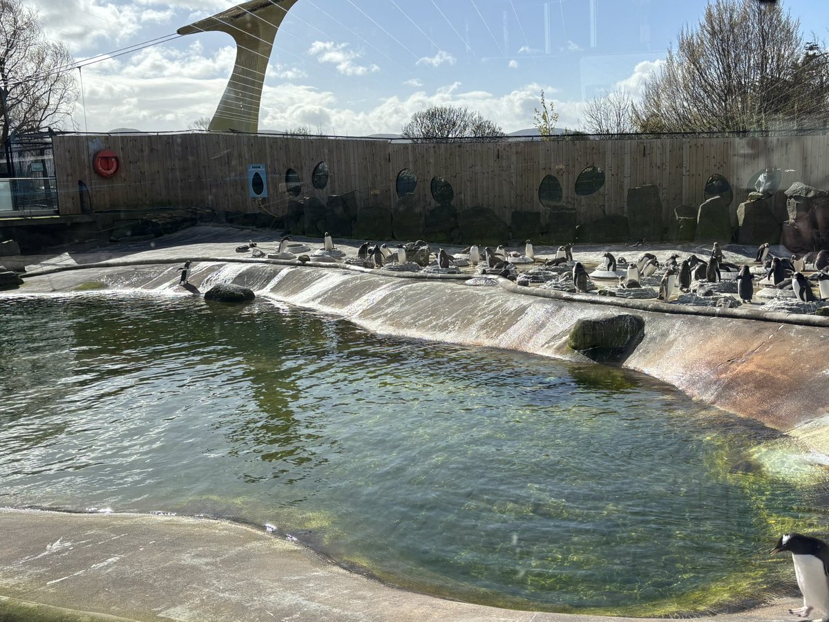 MrsP7b's tweet photo. What a brilliant day we’ve had at Edinburgh Zoo! 🦒 🦁 🐯 https://t.co/SULoEfZAh0