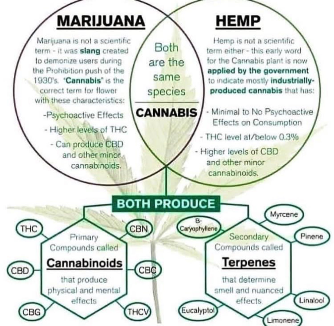 rogueherbalism's tweet image. Cannabis Sativa l. is the botanical nomenclature, despite the phenotype or chemotype (I II III or IV) or human placed slang names (hemp, “MJ” etc.).

Types explained;  cannabissciencetech.com/view/different…

#cannabis101 #educate #elevate #riseandshine #harmreduction