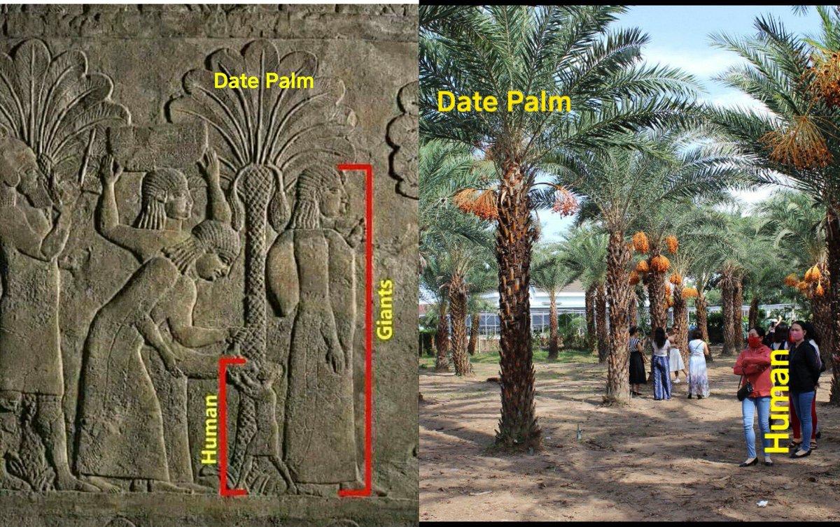 SpireDomePillar's tweet image. The evidence is clear that we used to be much, much bigger. #GreatReset