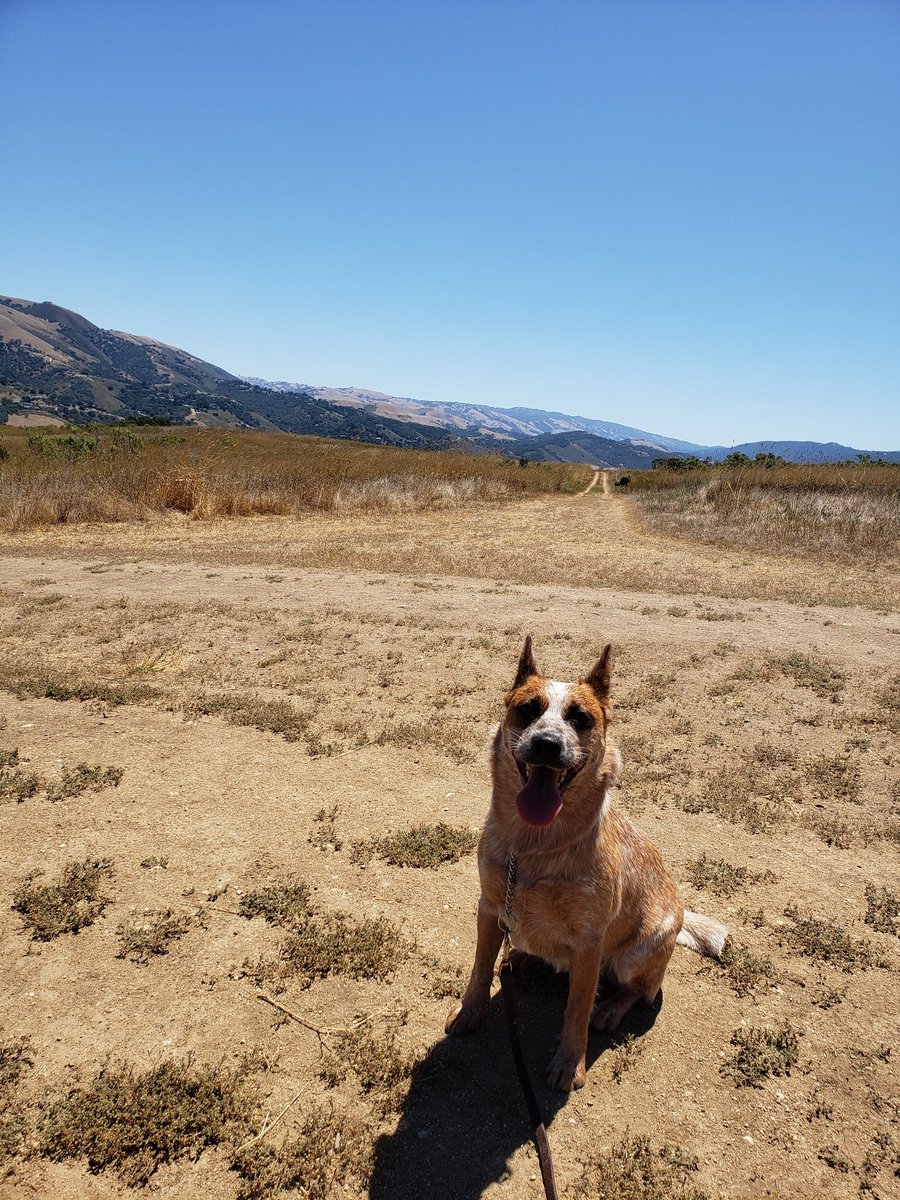 🐝 Carol Walsh ^Monterey Bay^ tweet media