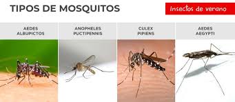 Yanelis Reyes tweet media