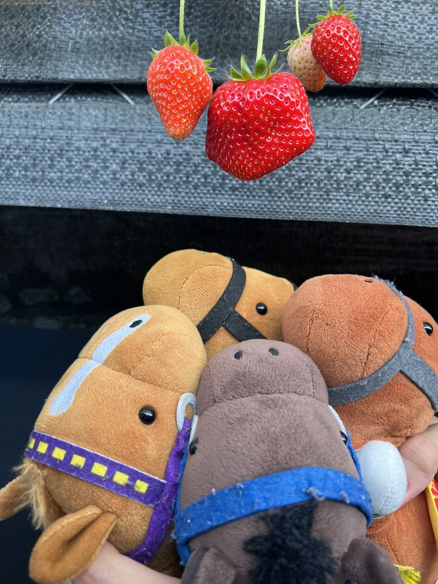 fully_m_y_play's tweet photo. タイトル：いちご食い競走

#第3回サラコレフォトコンテスト https://t.co/nS9LmTqZxo