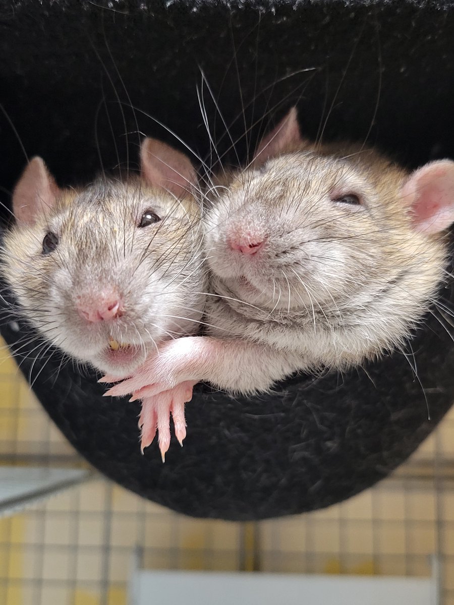 そのさん🐹 tweet media