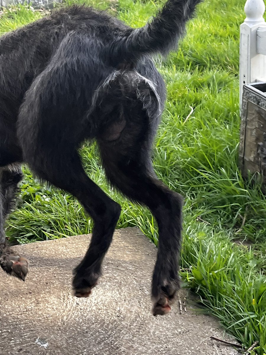 JewyCandy tweet media