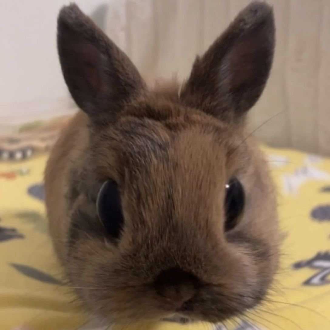 오늘희승완전갈색토끼반박안받음