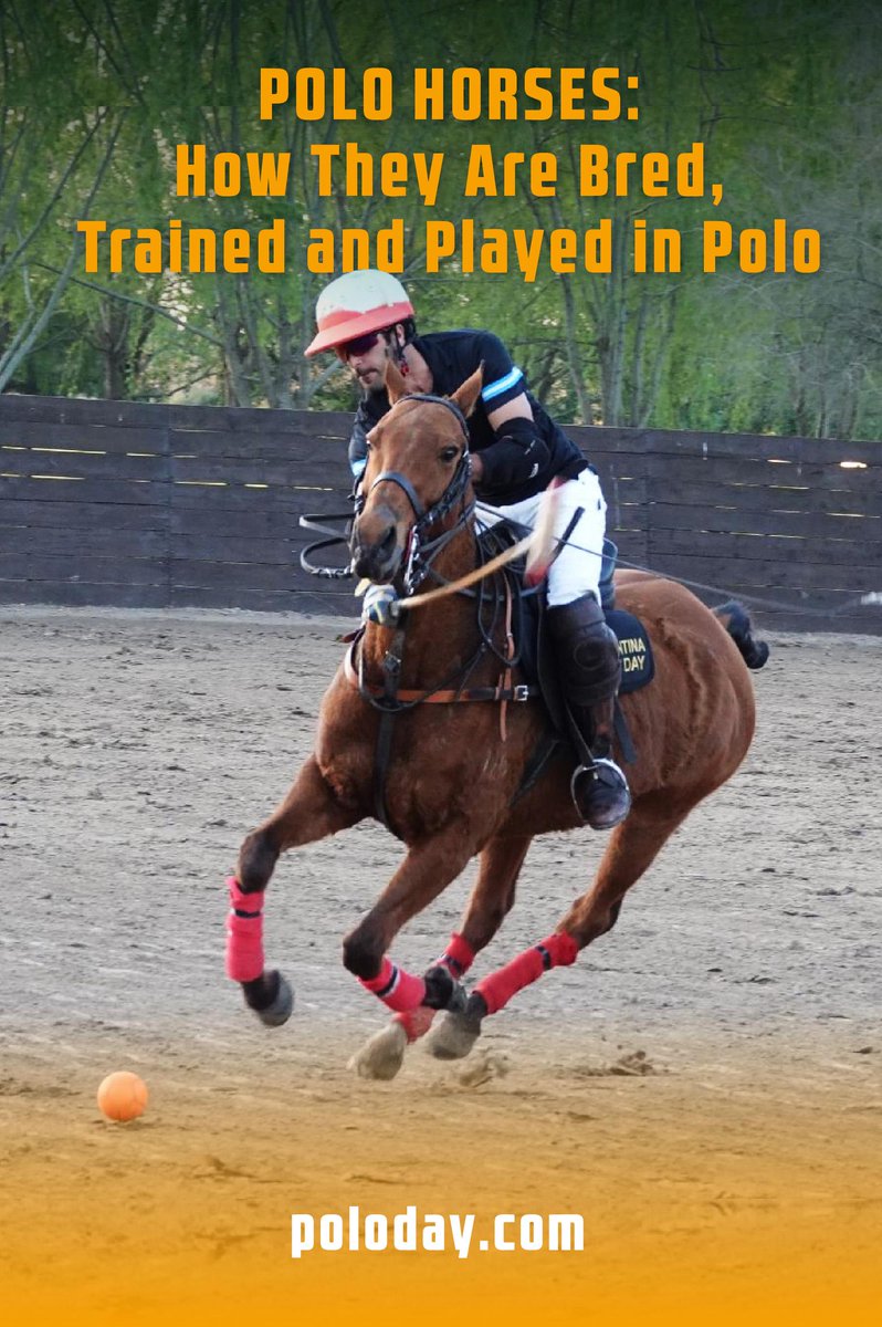 ARGPOLODAY tweet media