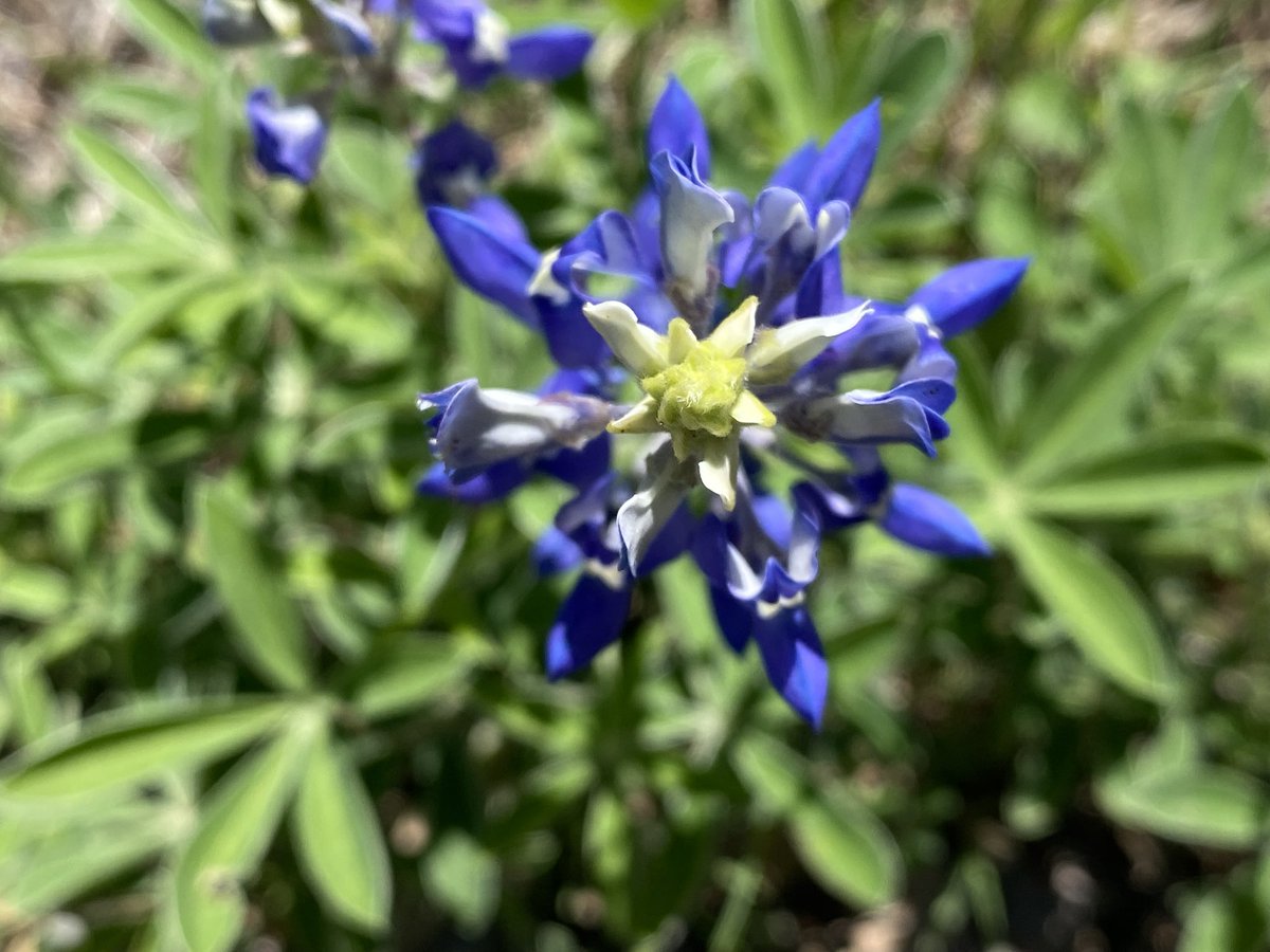 🇺🇸✦ᎬᎠ✦🇺🇸 tweet media