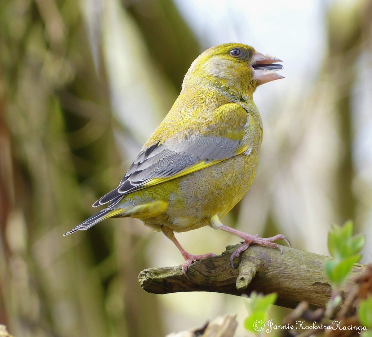 Jannie Hoekstra-Haringa tweet media