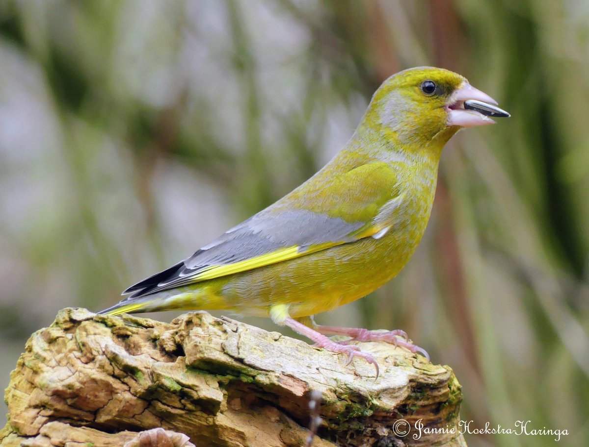 Jannie Hoekstra-Haringa tweet media