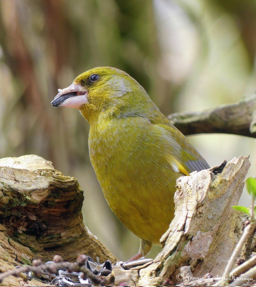 Jannie Hoekstra-Haringa tweet media