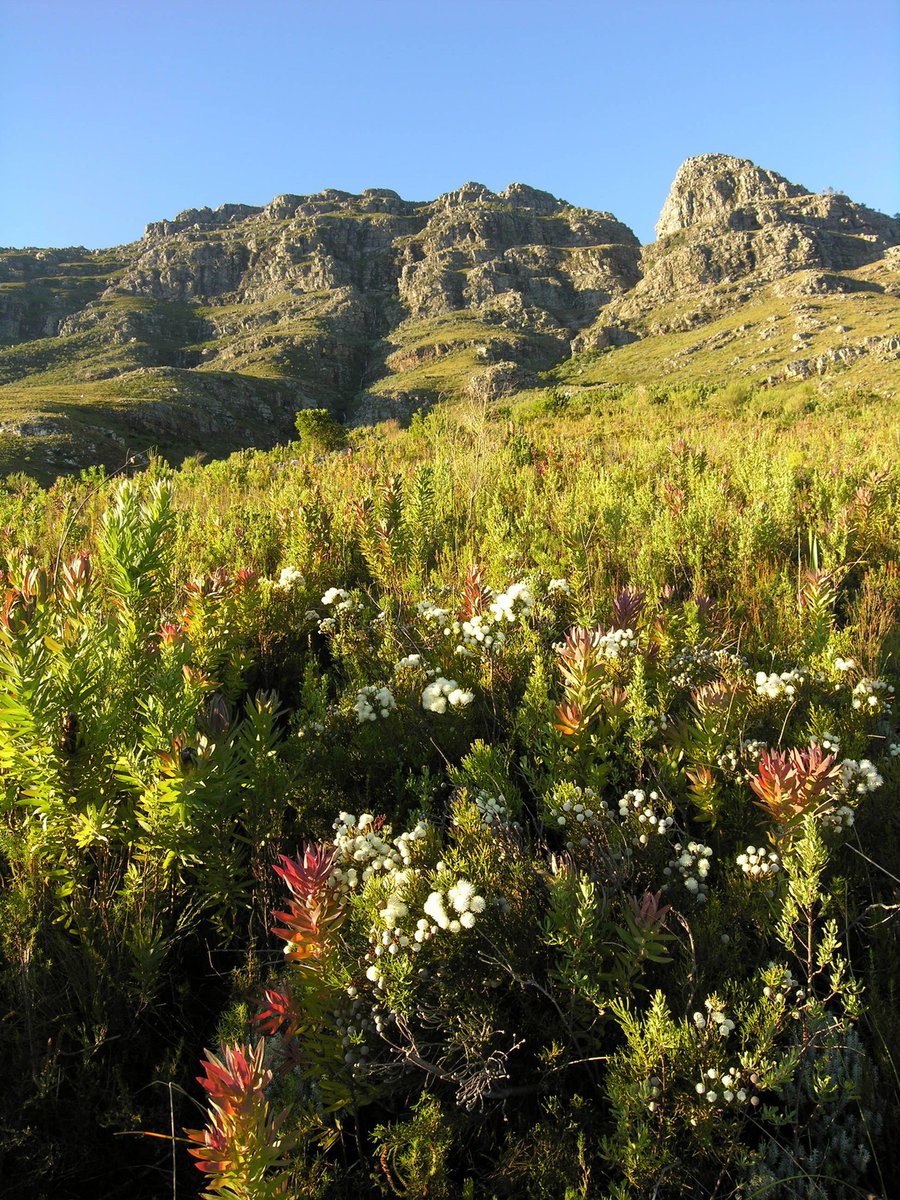 Cape International tweet media