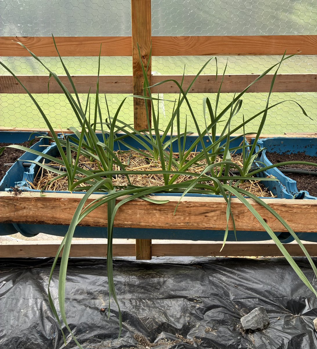 Sharon🤘🏻⚜️🇺🇸 tweet media