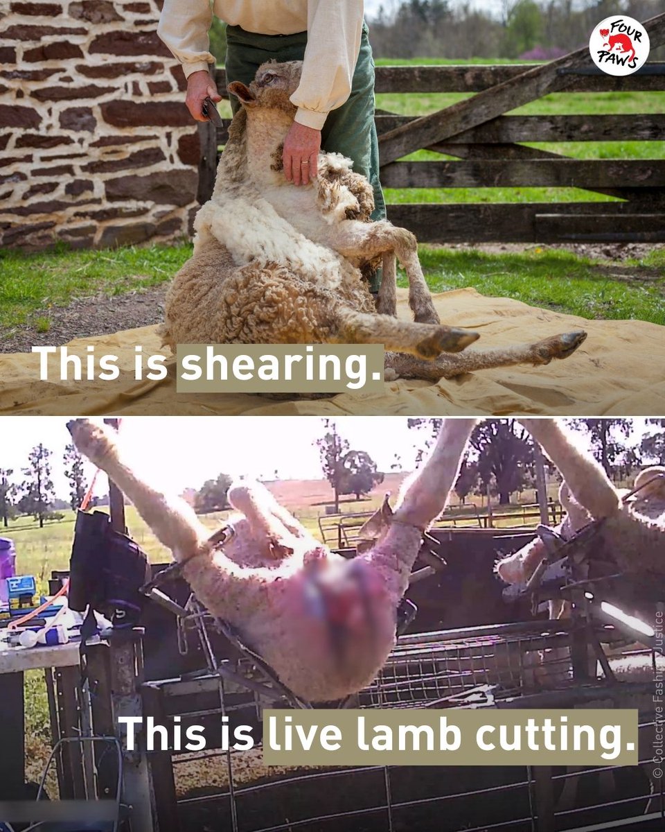 fourpawsint's tweet photo. 🚫 Live Lamb Cutting is NOT Shearing 🐑 Did you know most of the world’s wool in fashion comes from Australia, where lambs are still subjected to live lamb cutting? Every cut inflicts pain, trauma, and long-lasting wounds! https://t.co/8JlTfPS5iv